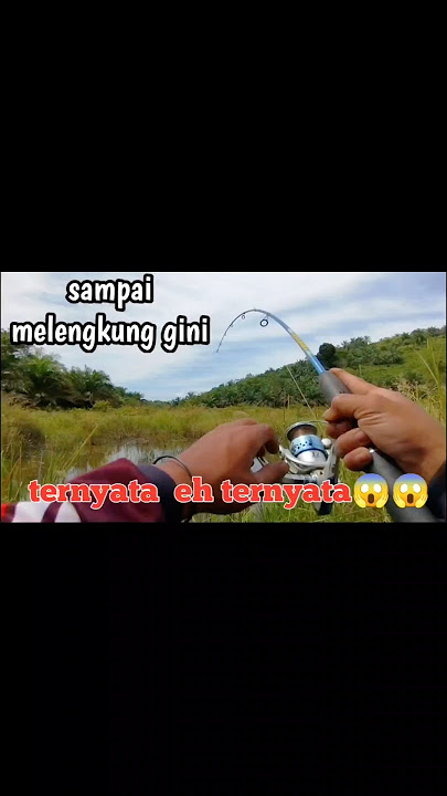 Heboh. Mancing ikan sampe joran bengkok begitu. Ternyata eh ternyata #mancing #shorts #snakehead