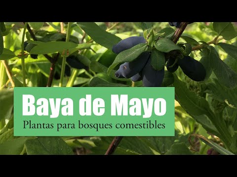 Vídeo: Com es planta la civada per al bestiar?