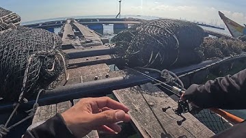 ( 1 ) Chiến Câu Nâu Sau Những Ngày Mưa Bão Tại Long Sơn Vũng Tàu !! 