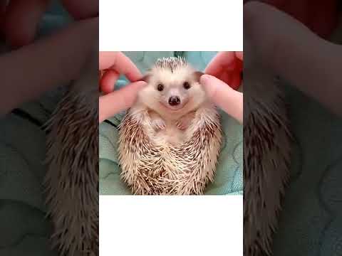 Video: The 12 Hedgehogs Cutest di Instagram