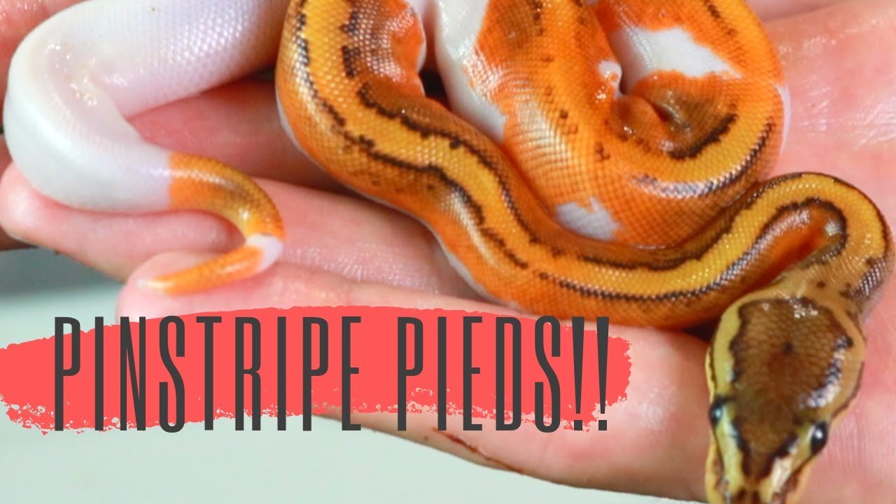 petco hours Clutch Reveal!! (Biggest Mistake I've Made)