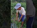 Harvesting leunca with super abundant results-Agriculture farming #shorts