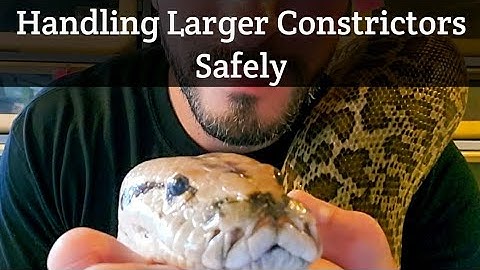 Handling Large Constrictors Safely (Burmese Pythons, Reticulated Pythons, Anacondas)