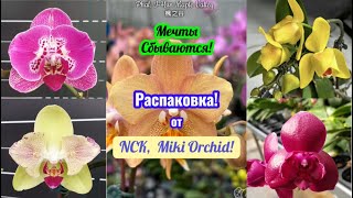 видео: Орхидеи моей мечты пополнили мою коллекцию NCK, Miki Orchid 🤗 Большая распаковка! #phalaenopsis #fyp картинка: Орхидеи моей мечты пополнили мою коллекцию NCK, Miki Orchid 🤗 Большая распаковка! #phalaenopsis #fyp
