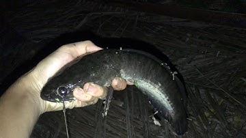 Cắm Câu Cá Lóc | Dính Luôn Mè Khủng