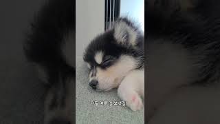 폼스키 두두가 폭염을 버틴 방법 | 폼스키 여름 | #shorts