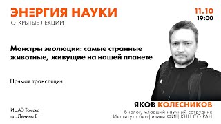 Адский вампир, персидский ковёр, ай-ай и другие «монстры» на лекции биолога Якова Колесникова