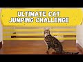 Ultimate Cat Jumping Challenge: Who Can Leap Over the Line? | Cat game