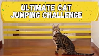 Ultimate Cat Jumping Challenge: Who Can Leap Over the Line? | Cat game