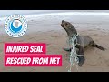 Injured seal DRAGGING NET