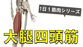 【1日1筋肉×大腿四頭筋】太もも前側にある大きな筋肉：大腿四頭筋の起始停止と作用について