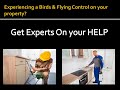 Panama city pest control pros  birds  flying control service in panama city fl