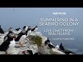 Summering in a Seabird Colony: Live Chat from Seal Island | Explore Live Events