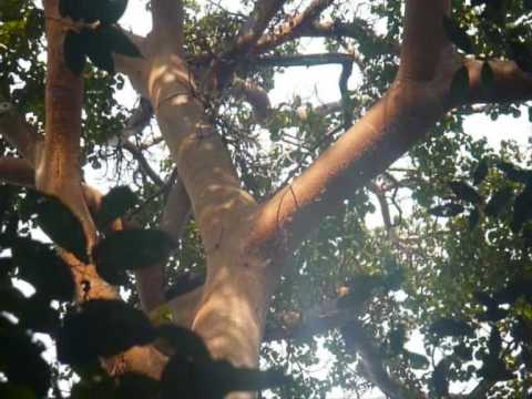 Uganda - Chimp Trek in Kabale Forest NP (27/08/2009) [HQ]