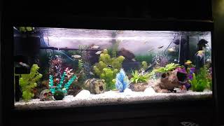 MY FLUVAL ROMA 240 - THURSDAY 11TH OCTOBER 2018