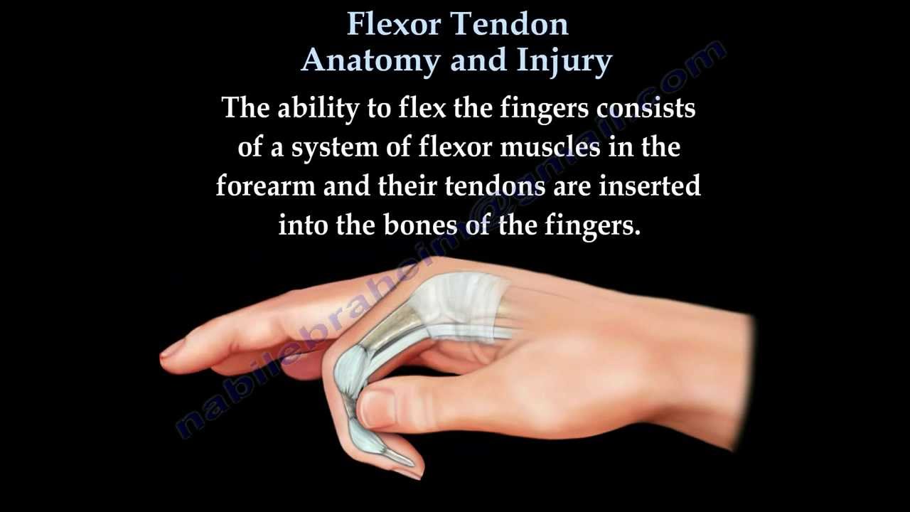 Flexor Tendon Anatomy And Injury - Everything You Need To Know - Dr