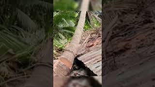 Coconut Cutting Tree #Satisfying #Amazing #Viral