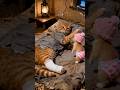 The kitten bought a pair of shoes so that its family wouldn't get hurt again.#love #cute #shorts