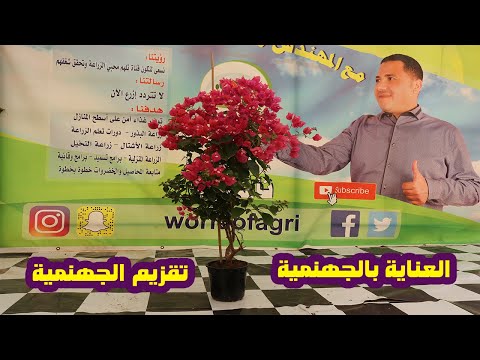 الكمكوات شرح عملي عن زراعة الكمكوات التقليم و الري و التسميد و التزهير و العناية باشجار الكمكوات Youtube