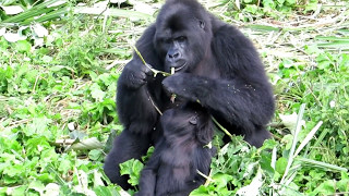 Grauer's gorilla orphans Pinga and Lulingu