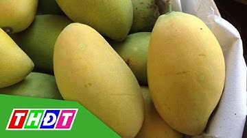 Xoài cát Hòa Lộc sốt giá trở lại | THDT