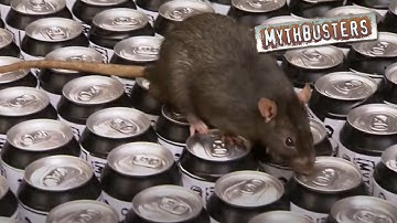 Deadly Rat Pee Soda | MythBusters