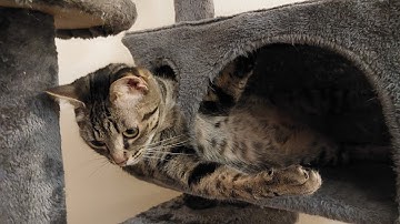 Feisty Ferocious Fuzzball