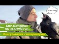 Почему ворон живет на улице? Состояние здоровья Гоши.