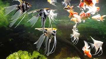 CHO CÁ VÀNG BA ĐUÔI VÀ CÁ ÔNG TIÊN ĂN CÁM VIÊN