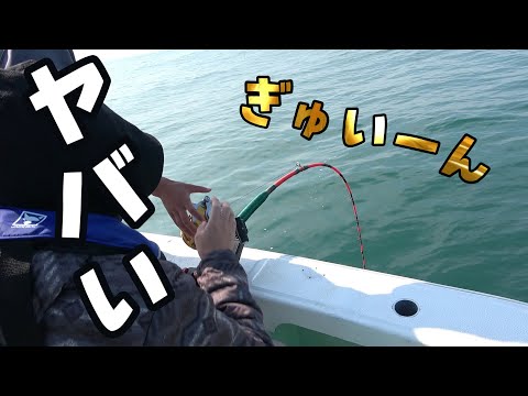 スーパーのイカを1匹丸ごとつけて釣りしたら、超超超高級魚が！姿作りにします。