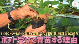 【いちご栽培】ポット受けで育苗する理由