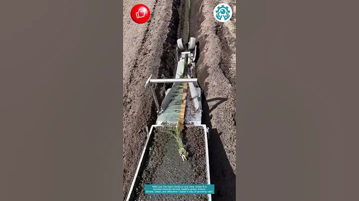 This is how Japanese grow green onion seedlings… 🇯🇵🌱