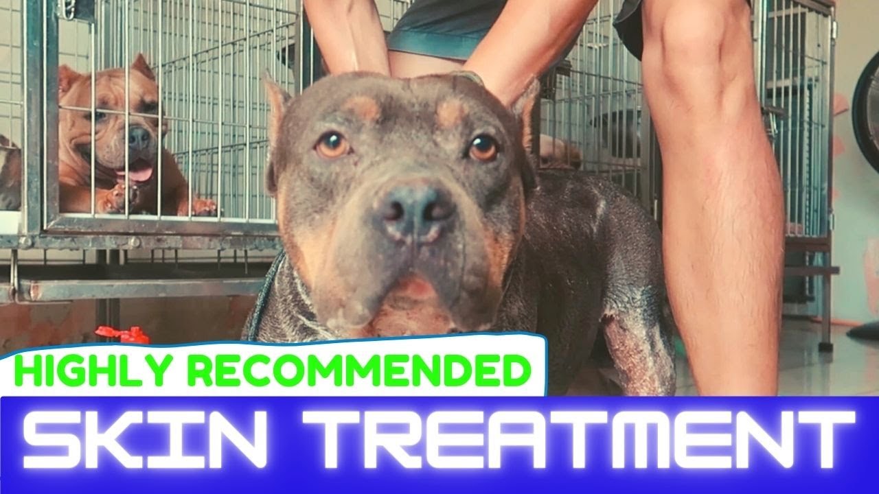 AMERICAN BULLY SKIN PROBLEMS Part 2 - Chlorhexidine Bath, NU-Stock and ...
