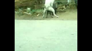 Kawin Anjing & Babi2.mp4