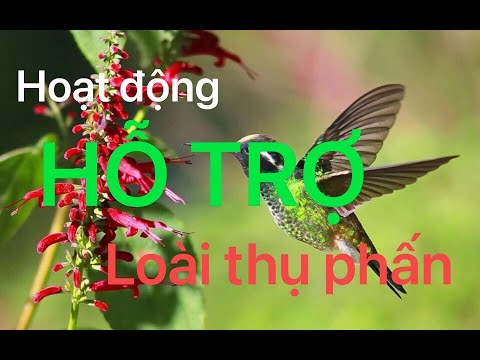 Video: Vườn thụ phấn là gì - Các loại thực vật thu hút các loài thụ phấn