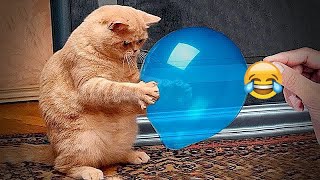 ❤ So Funny! Funniest Cats and Dogs 2024  Funny Animal Moments # 11
