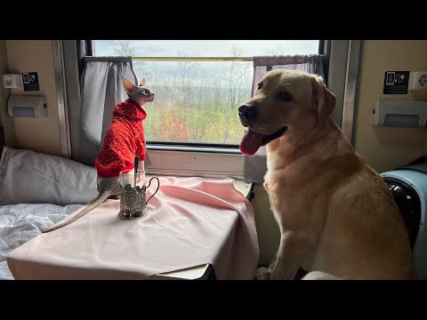 Дени и Мэни возвращаются в Москву 🥳  Незабываемое путешествие в поезде 🚂