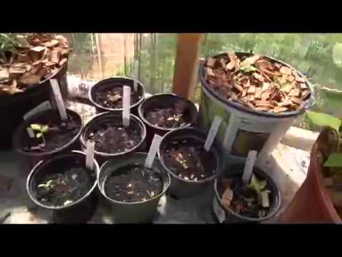 Видео: Өндөр гэрлийн доторх ургамал