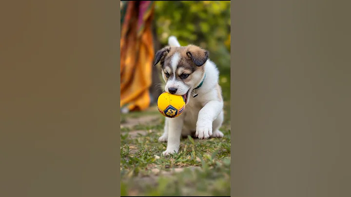 Video 11772741: pet cute dog funny, laugh funniest cats dogs, pets funny play