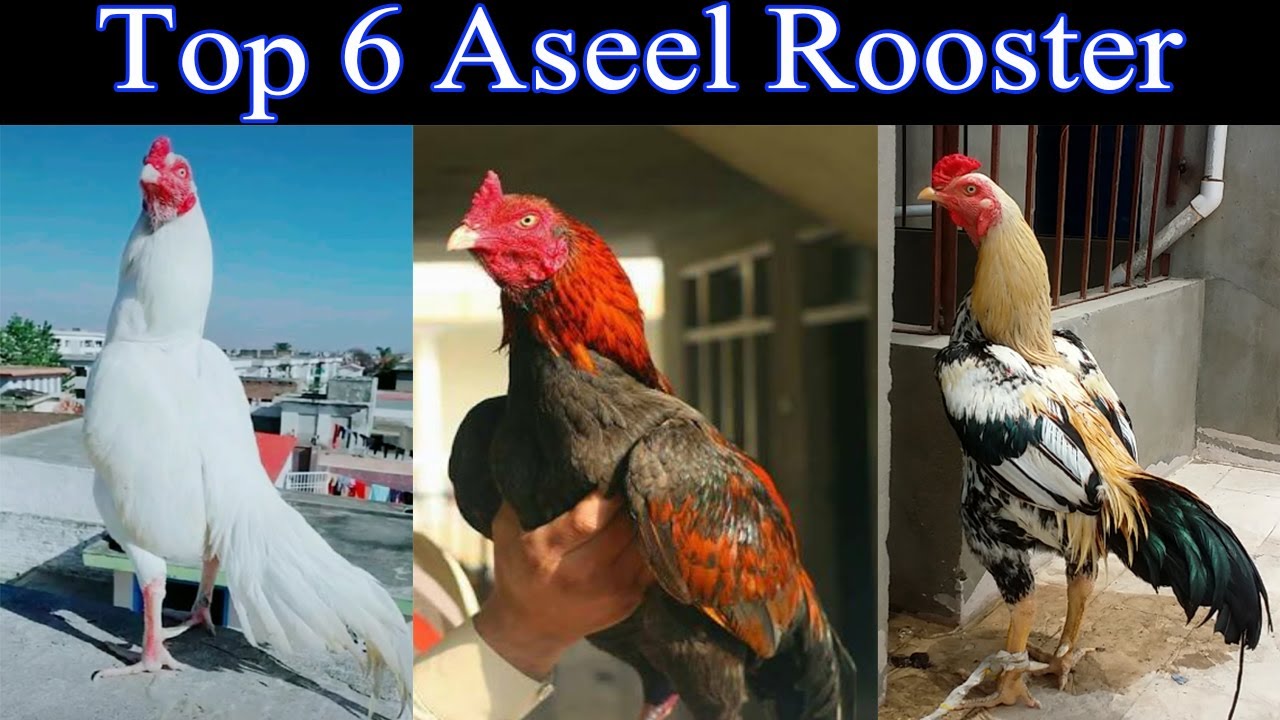 Asial Roster Top 6 Aseel Rosters - YouTube