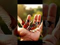 sparow macro