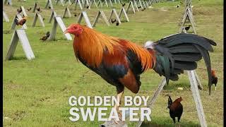 Sabong Breeders And Tips