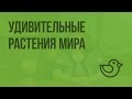 Удивительные растения . Видеоурок по окружающему миру 1 класс