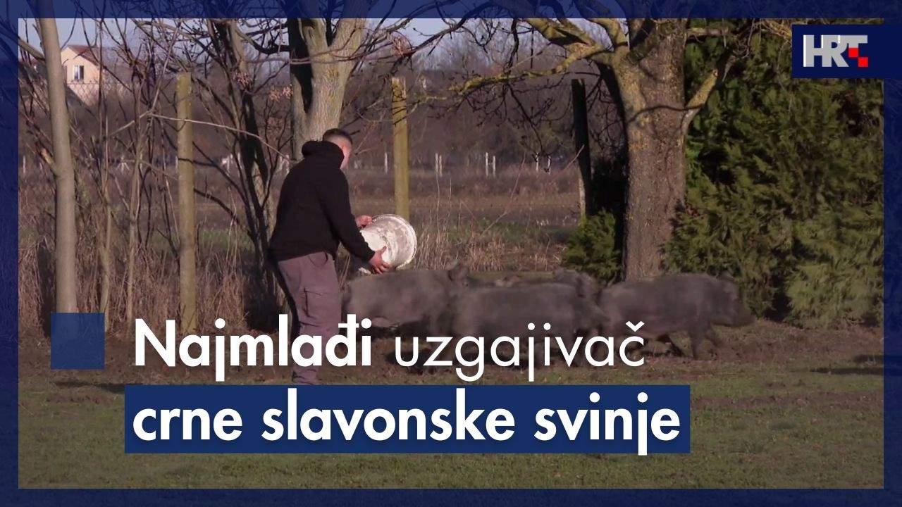 Najmlađi uzgajivač crne slavonske svinje