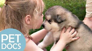 The Perfect Dog for a Little Girl | Pick A Puppy | Pet Docs