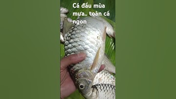 Cá suối tự nhiên.đâu mùa mưa cá lên toàn cá đặc sản #casuối