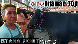 DITAWAR 30jt Belum Lepas, Pedet Angus Istana Pedet Part 2