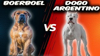 Boerboel VS Dogo ArgentinoComparison