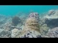 Underwater turtle filmed in HD With Go Pro cam