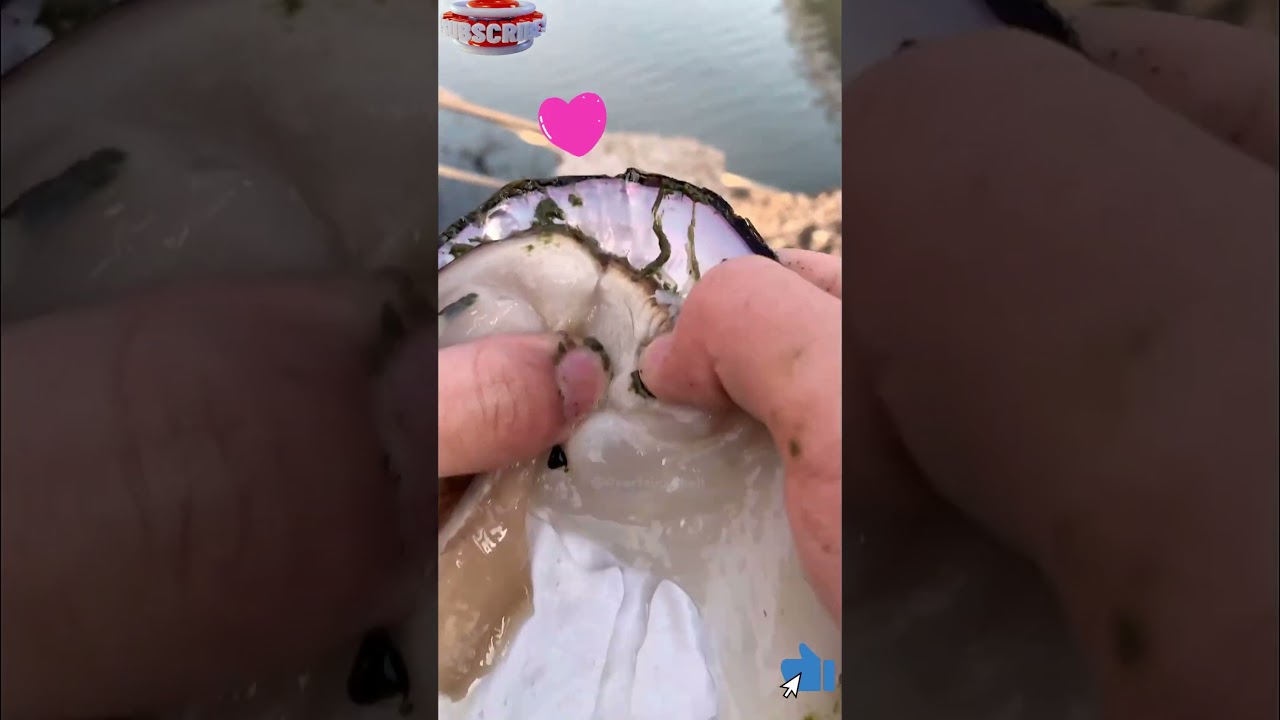 🌟 Star-Shaped Pearls Found in a Shell! (You Won't Believe) 